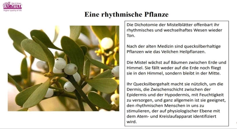 Die Pflanze Mistel