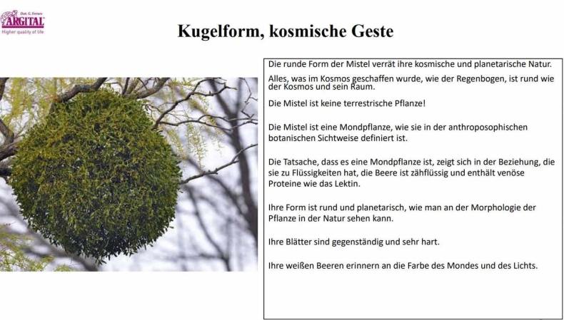 Mistel eine kugelförmige Pflanze