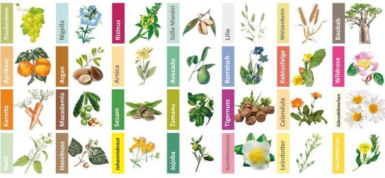 Haselnuss-Öl (50 ml)